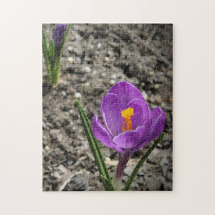 Springtime Purple and Yellow Crocus Flower Photo J Jigsaw Puzzle