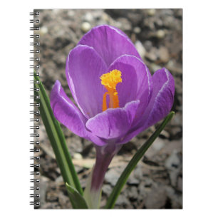 Springtime Purple and Yellow Crocus Flower Photo Notebook