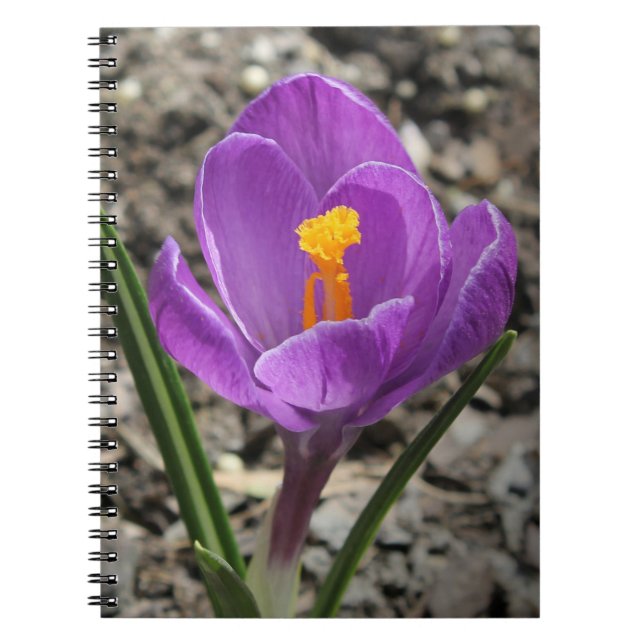 Springtime Purple and Yellow Crocus Flower Photo Notebook (Front)