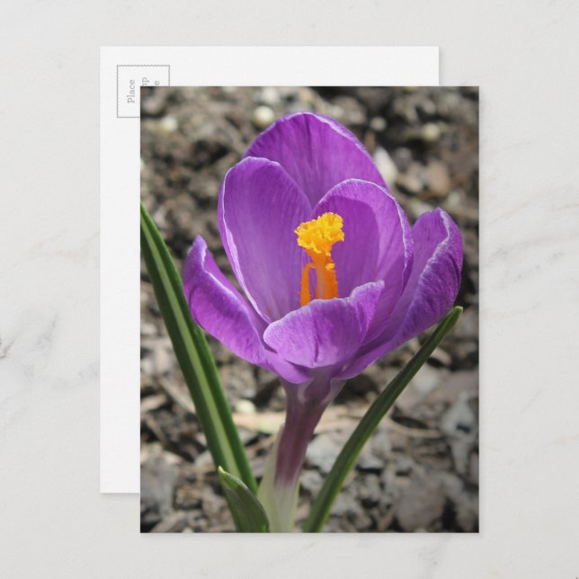 Springtime Purple and Yellow Crocus Flower Photo Postcard (Front/Back)