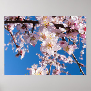 Springtime’s blossoming poster