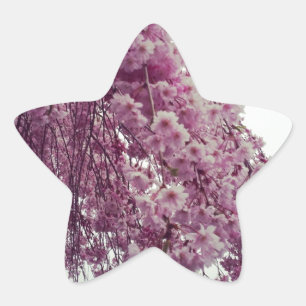 Springtime Star Sticker