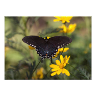 Springtime Swallowtail Photo Print