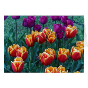 Springtime Tulips