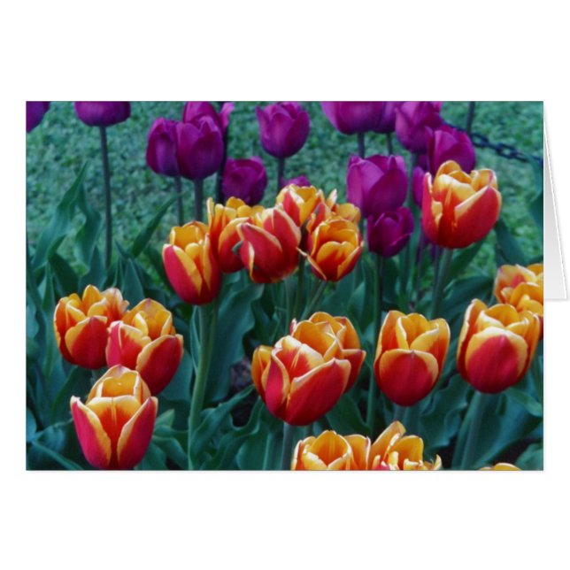 Springtime Tulips (Front Horizontal)