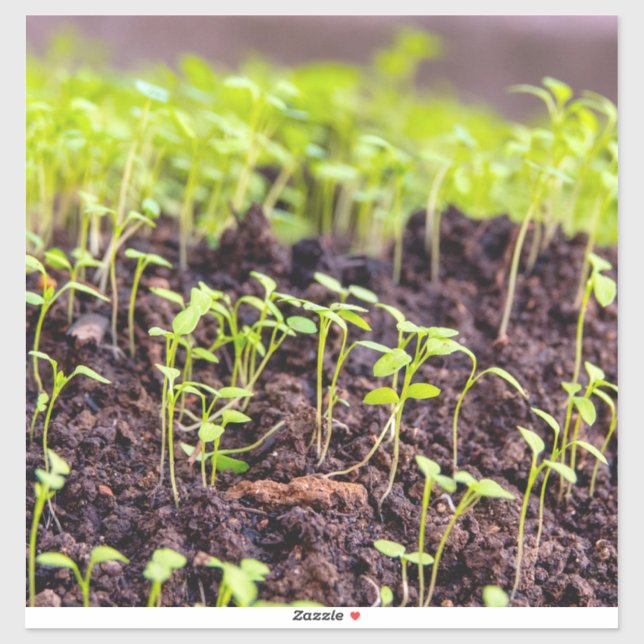 Sprouting grass (Sheet)