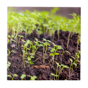 Sprouting grass tile