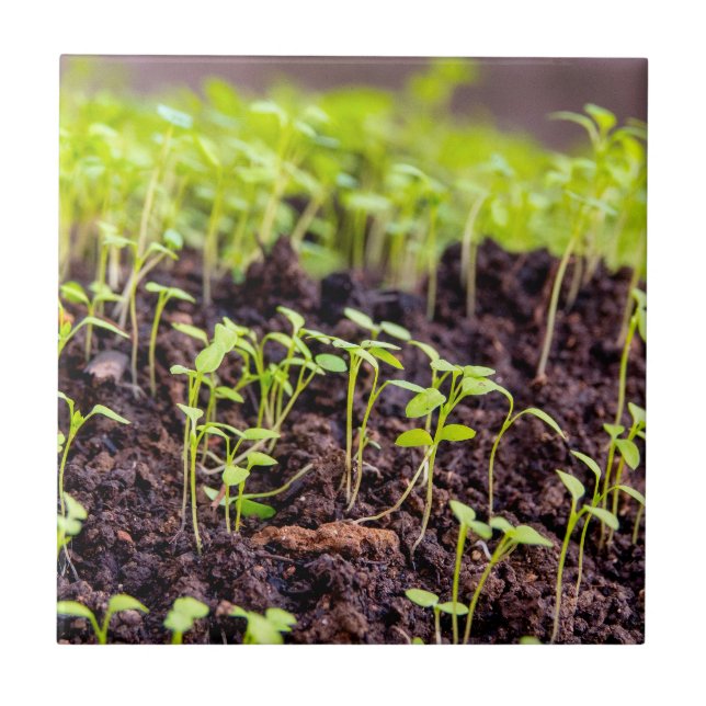 Sprouting grass tile (Front)