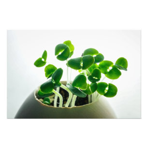 Sprouting Photo Print