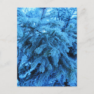 Spruce branches covered with frost crystals   postcard
