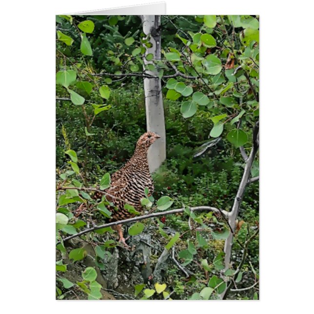 Spruce Grouse 2 - 5" x 7" Art Card (Front)