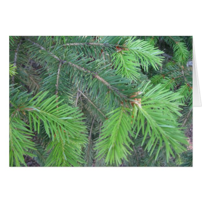 Spruce in spring (Front Horizontal)