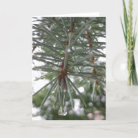 Spruce with water droplets