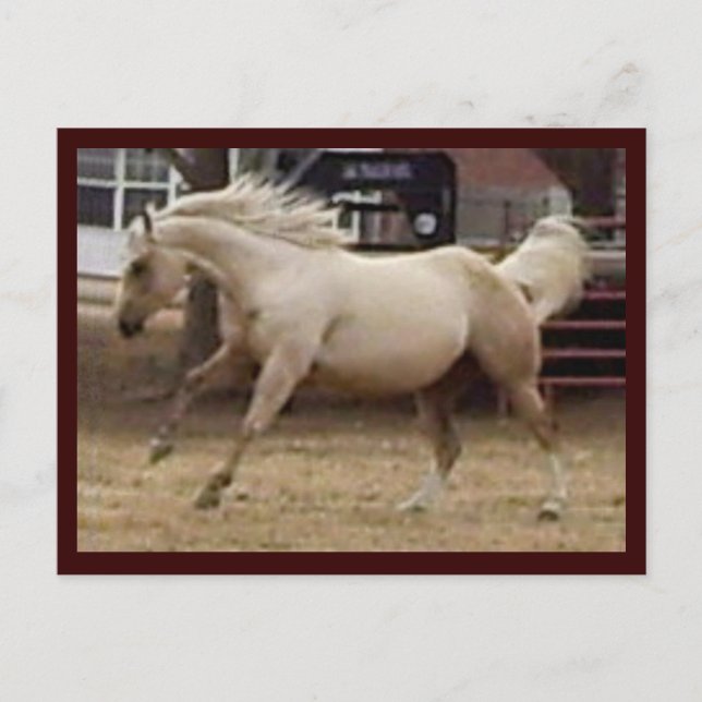 Spunky Palomino Postcard (Front)
