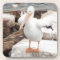 Spunky Pelican Coasters