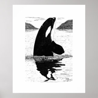 Spy-Hopping Killer Whale, Pen and Ink Poster