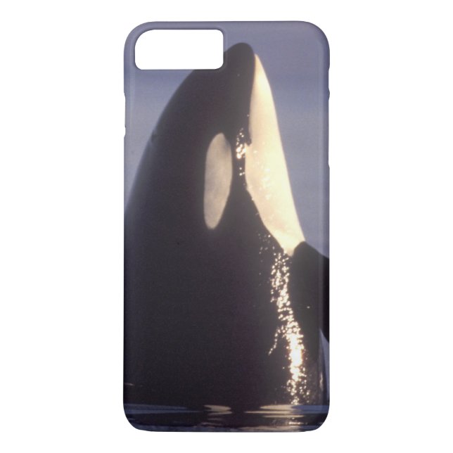 Spyhopping Orca Killer Whale (Orca orcinus) near Case-Mate iPhone Case (Back)