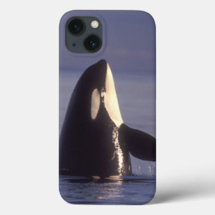 Spyhopping Orca Killer Whale (Orca orcinus) near iPhone 13 Case