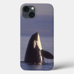 Spyhopping Orca Killer Whale (Orca orcinus) near iPhone 13 Case