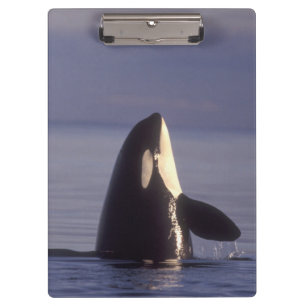 Spyhopping Orca Killer Whale (Orca orcinus) near Clipboard