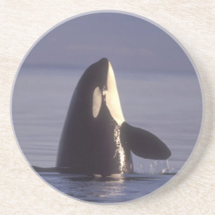 Spyhopping Orca Killer Whale (Orca orcinus) near Coaster