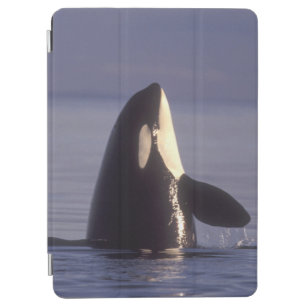 Spyhopping Orca Killer Whale (Orca orcinus) near iPad Air Cover