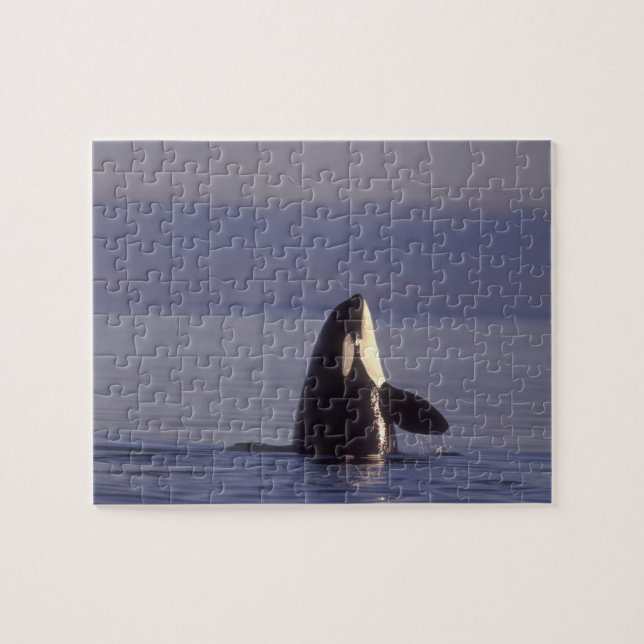 Spyhopping Orca Killer Whale (Orca orcinus) near Jigsaw Puzzle (Horizontal)