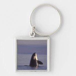 Spyhopping Orca Killer Whale (Orca orcinus) near Keychain