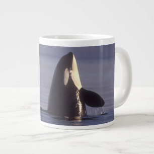 Spyhopping Orca Killer Whale (Orca orcinus) near Large Coffee Mug