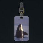 Spyhopping Orca Killer Whale (Orca orcinus) near Luggage Tag<br><div class="desc">COPYRIGHT Stuart Westmorland / DanitaDelimont.com | US48 SWE0051.jpg | Spyhopping Orca Killer Whale (Orca orcinus) near San Juan Island,  WA State,  USA</div>