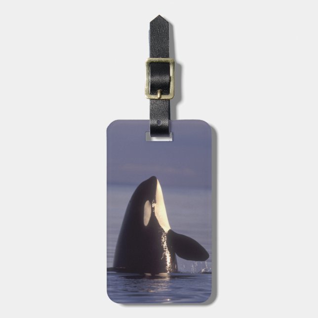 Spyhopping Orca Killer Whale (Orca orcinus) near Luggage Tag (Front Vertical)