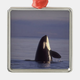Spyhopping Orca Killer Whale (Orca orcinus) near Metal Ornament