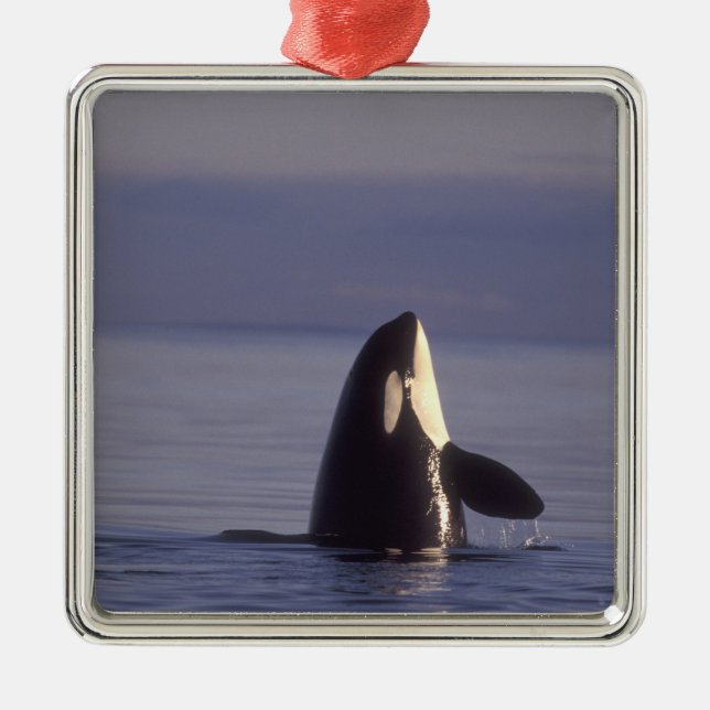 Spyhopping Orca Killer Whale (Orca orcinus) near Metal Ornament (Front)