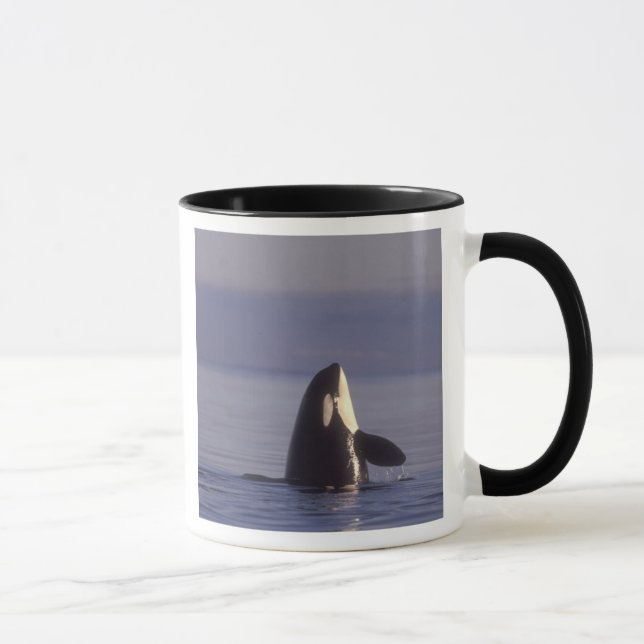 Spyhopping Orca Killer Whale (Orca orcinus) near Mug (Right)
