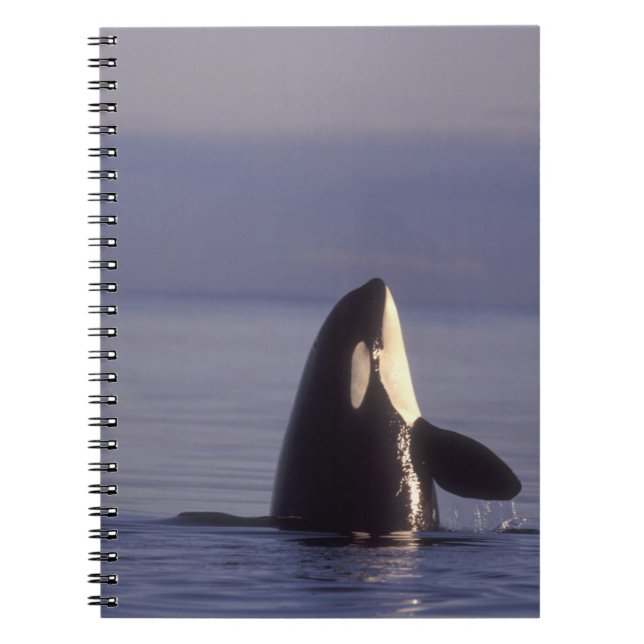 Spyhopping Orca Killer Whale (Orca orcinus) near Notebook (Front)