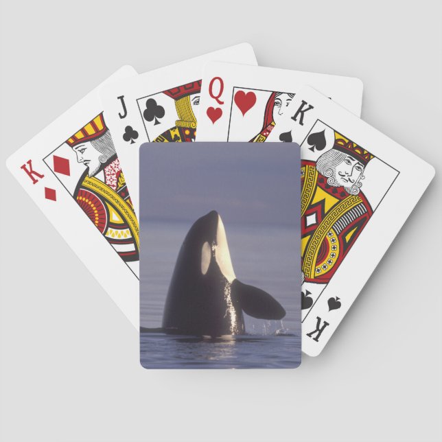 Spyhopping Orca Killer Whale (Orca orcinus) near Playing Cards (Back)