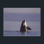 Spyhopping Orca Killer Whale (Orca orcinus) near Postcard<br><div class="desc">COPYRIGHT Stuart Westmorland / DanitaDelimont.com | US48 SWE0051.jpg | Spyhopping Orca Killer Whale (Orca orcinus) near San Juan Island,  WA State,  USA</div>