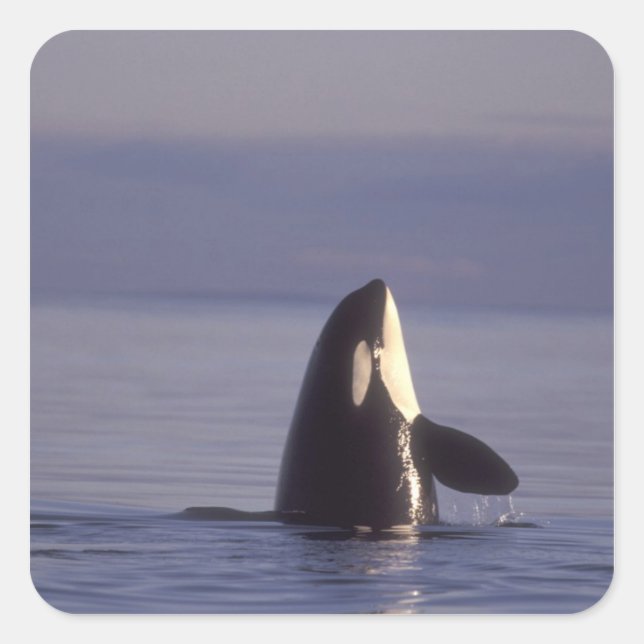 Spyhopping Orca Killer Whale (Orca orcinus) near Square Sticker (Front)