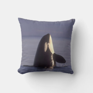 Spyhopping Orca Killer Whale (Orca orcinus) near Throw Pillow