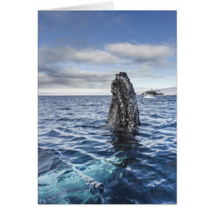Spyhops de baleines à bosse Baie Hope, Antarctiq