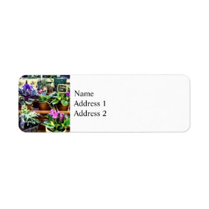 SQ_AfricanVioletsForSaleAfrican Violets For Sale