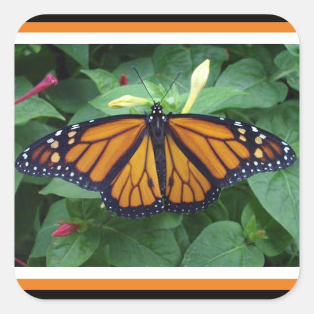 Square Glossy Stickers,Monarch Style #3b Sticker (Front)