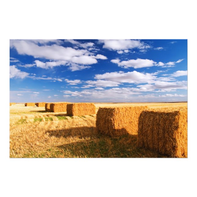 Square hay bales in a field photo print (Front)