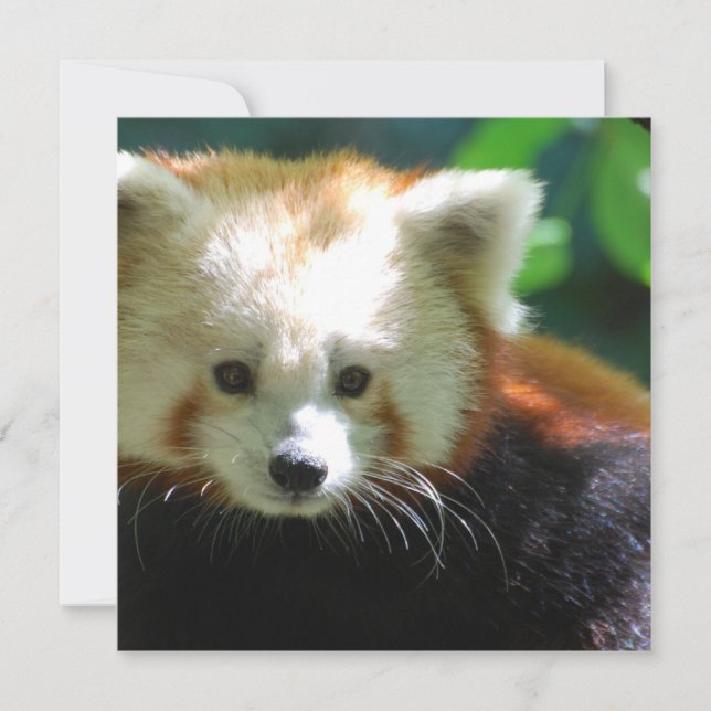 Square Invitation - Customized (Front)