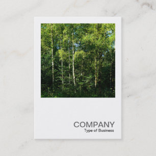 Square Photo 0168 - Silver Birch Trees Business Card