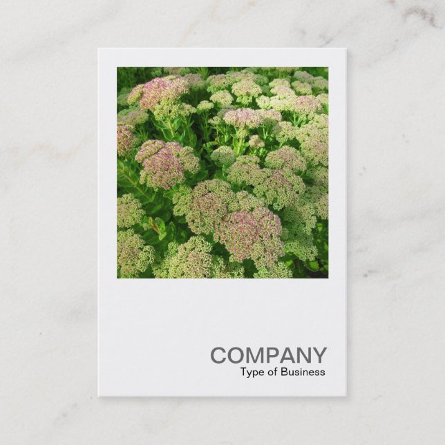 Square Photo 0339 - Sedum "Autumn Joy" Business Card (Front)