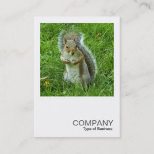 Square Photo 0553 - Startled Grey Squirrel Business Card