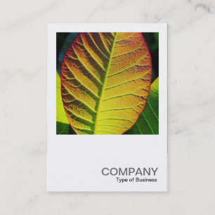 Square Photo 0559 - Colourful Leaf Business Card