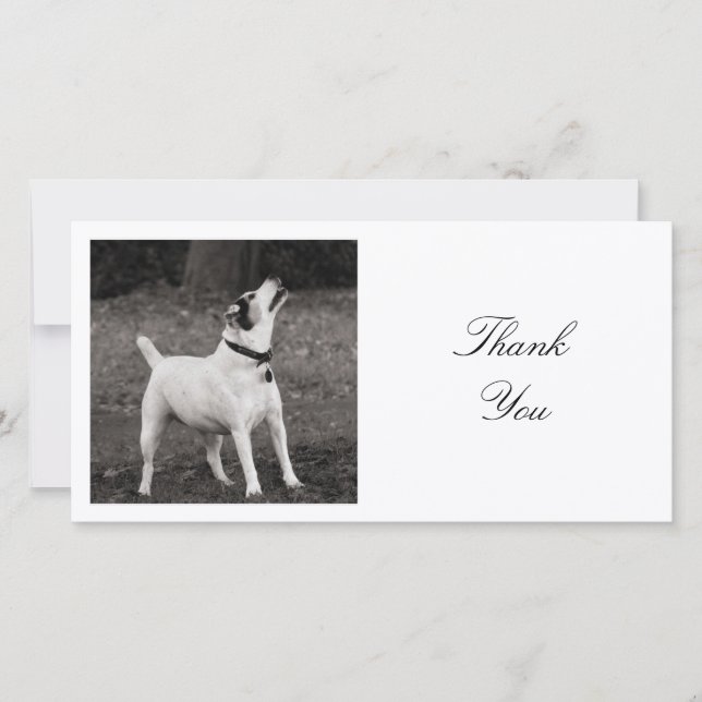 Square Photo - The Squirrels Won't Play Thank You Card (Front)