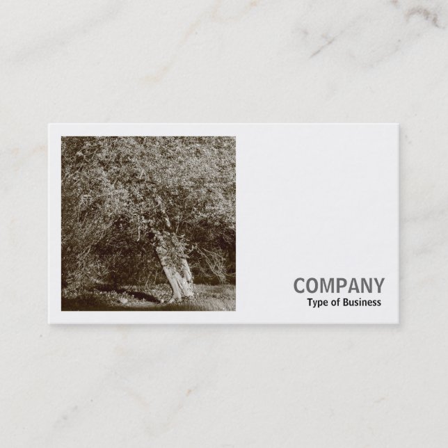 Square Photo (v2) - Holly Tree - Sepia Business Card (Front)